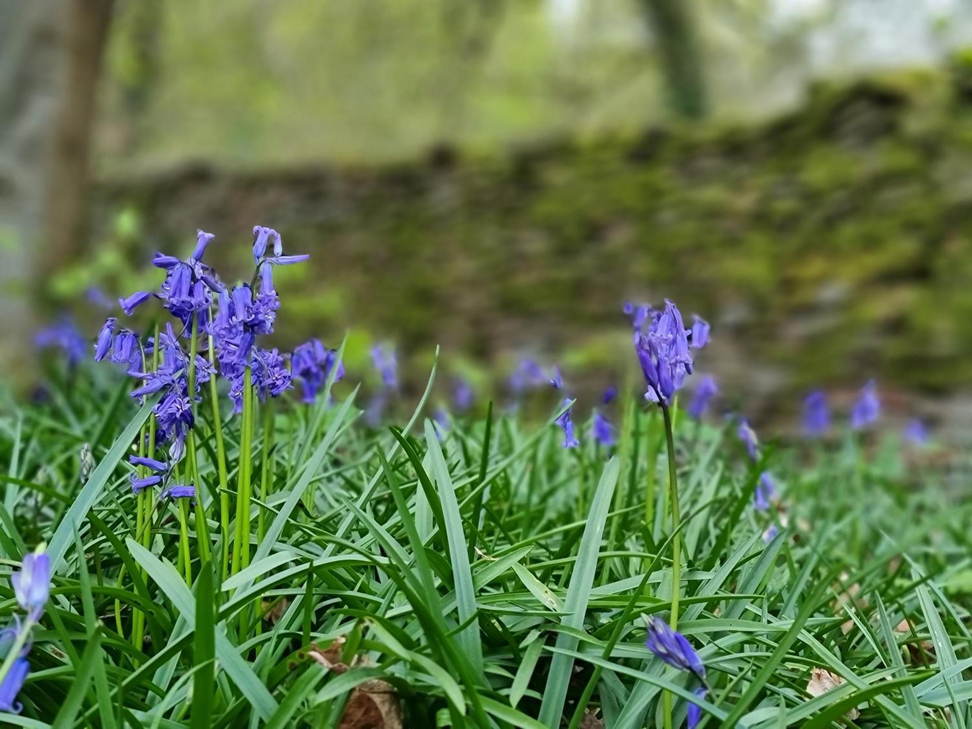Danby Lodge Lydney Bagian luar foto